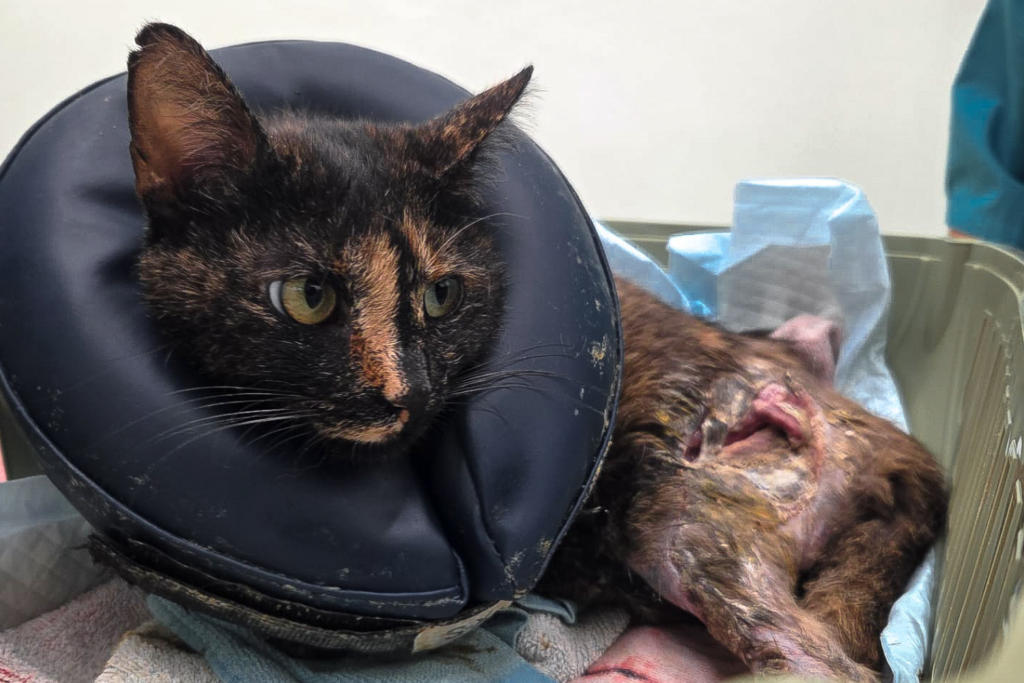 Die Katze Nala liegt mit Halskragen auf einer Decke, an ihrer Flanke ist eine versorgte Wunde zu sehen.
