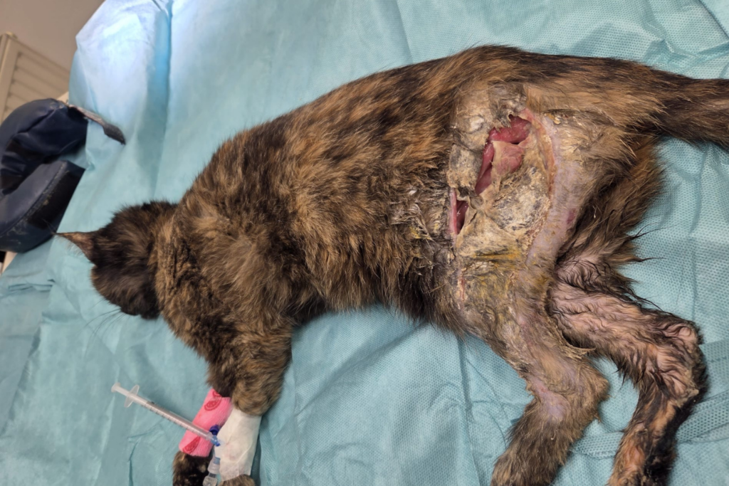 Nala liegt narkotisiert auf dem OP-Tisch, an ihrer Flanke klafft eine großflächige Wunde.