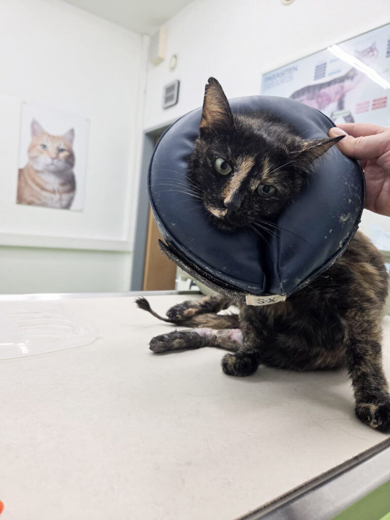 Die Katze Nala sitzt mit einem Halskragen auf dem Behandlungstisch der Tierarztpraxis.