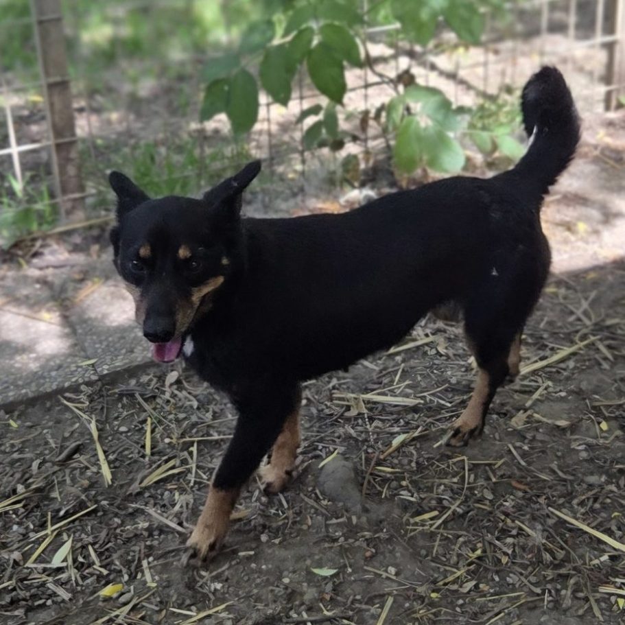Rottweiler liegt entspannt auf dem Boden mit Laub im Park.