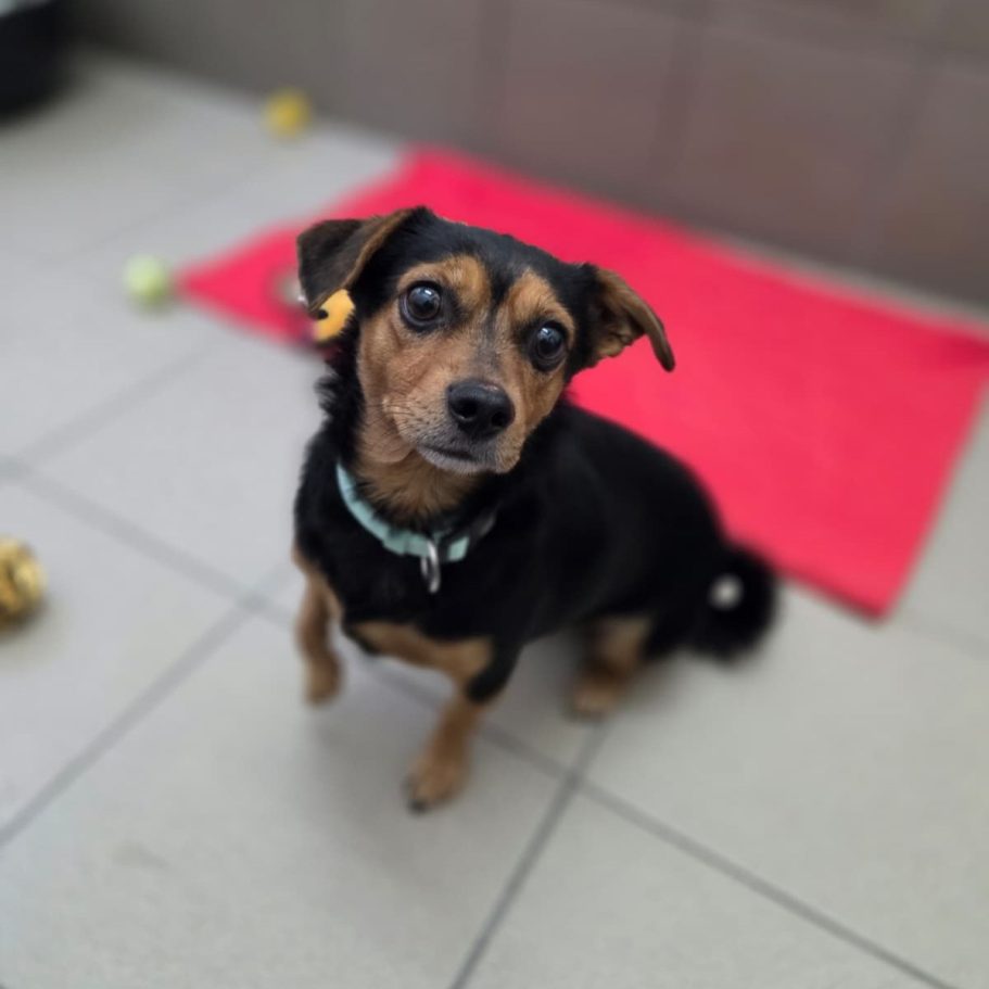 Rottweiler liegt entspannt auf dem Boden mit Laub im Park.