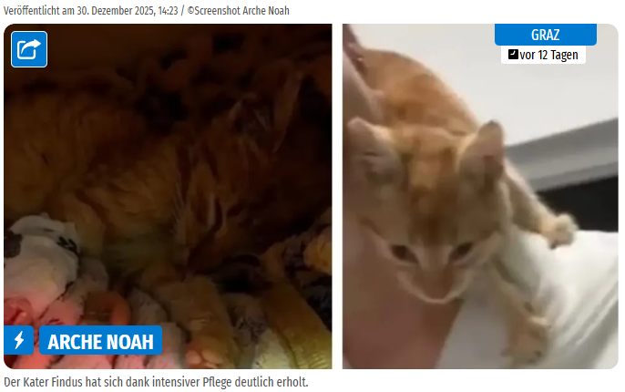 Ein orangefarbener Kater sitzt auf einem Arm und schaut direkt in die Kamera.