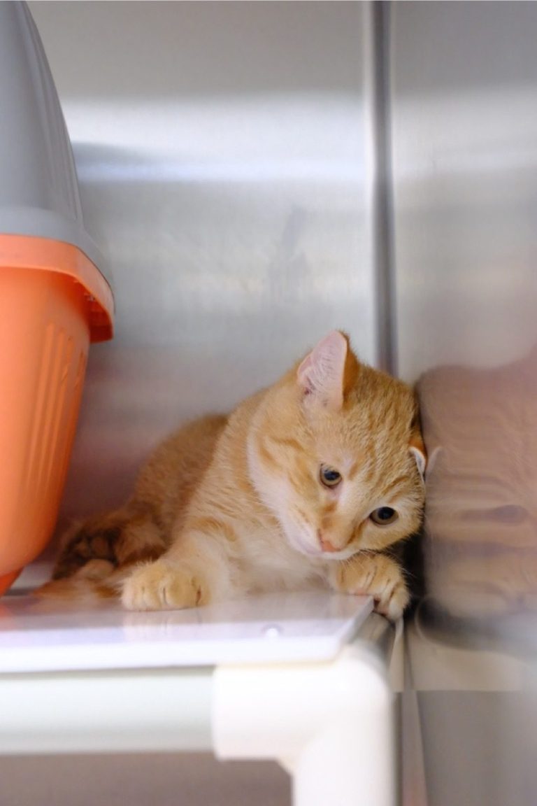 Eine orangefarbene Katze liegt entspannt auf einer weißen Oberfläche.