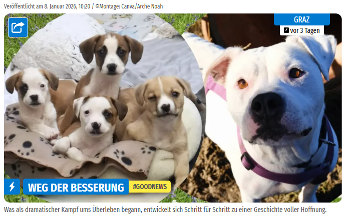 Vier Welpen auf einer Decke und ein nahes Bild eines weißen Hundes mit Halsband.
