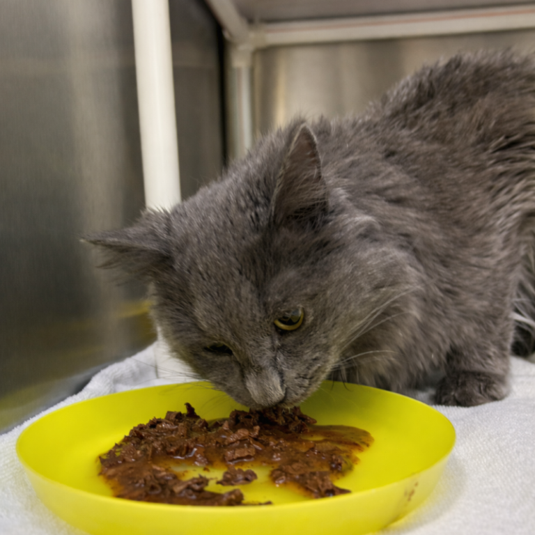 Graue Katze frisst aus einem gelben Teller mit Futter.