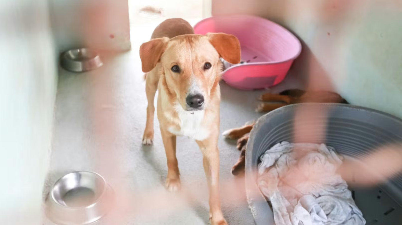 Hundeaufnahme in einer Unterkunft, mit einem braunen Hund und zwei Futterschalen.