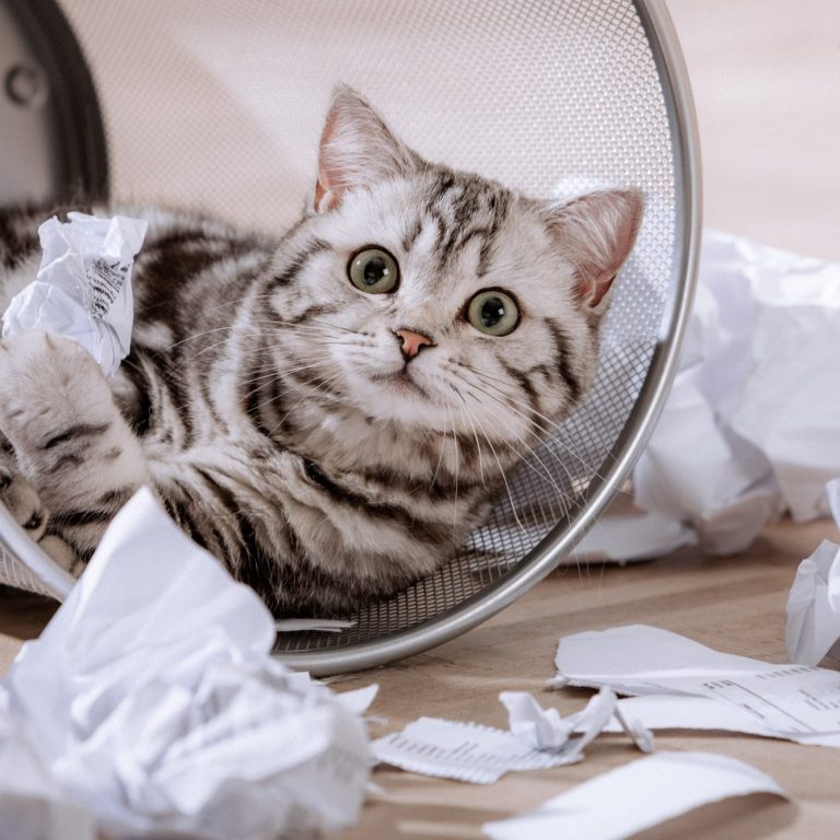 Eine grau getigerte Katze liegt in einem Papiermüllkorb, umgeben von zerknittertem Papier.