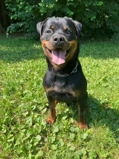 Rottweiler Adonis such Zuhause, Tierschutzhund, Aktiver Tierschutz Austria, Arche Noah Tierheim