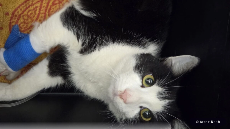 Artikel Kleine Zeitung: Drei Katzen innerhalb von vier Tagen von Autos angefahren Katzengesicht mit einem blauen Verband am Vorderbein, auf einer farbigen Unterlage.