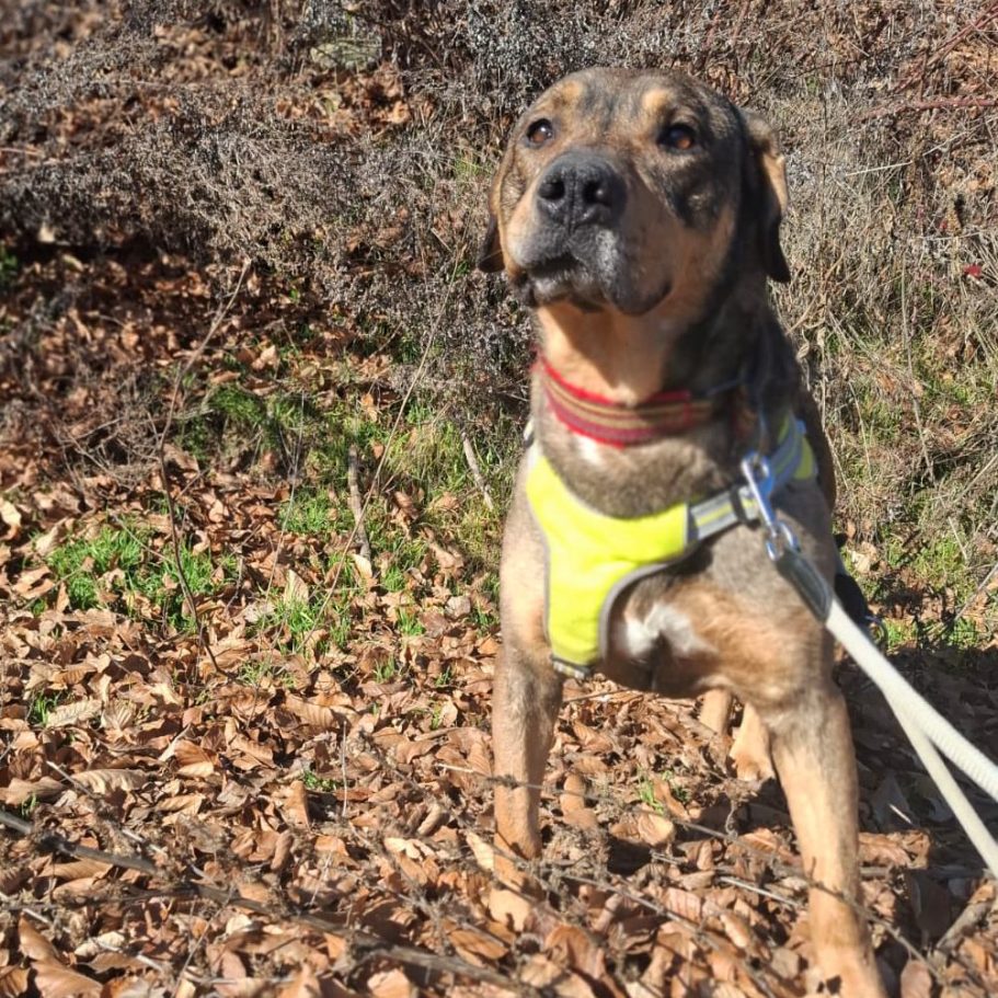 Rottweiler liegt entspannt auf dem Boden mit Laub im Park.