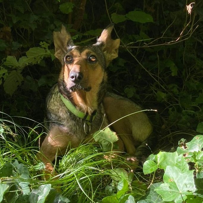 Rottweiler liegt entspannt auf dem Boden mit Laub im Park.