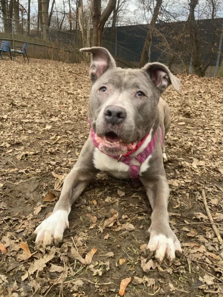 Amstaff Amy sucht ein Zuhause