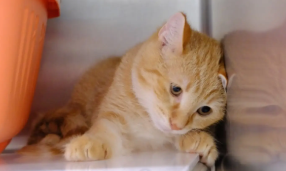 Orangefarbiger Kater liegt entspannt auf einer Oberfläche.