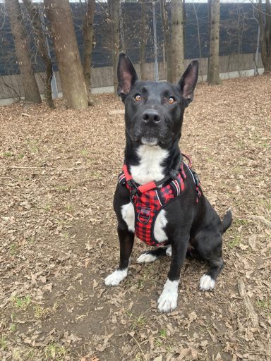 Schwarzer Hund mit weißer Brust in kariertem Geschirr sitzt auf Laub.