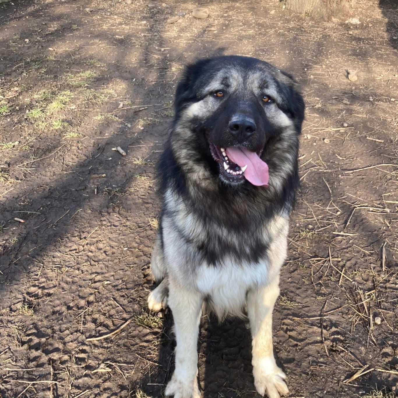 Schwarz-weißer Hund mit offenem Mund, in einem grünen, bewaldeten Umfeld.