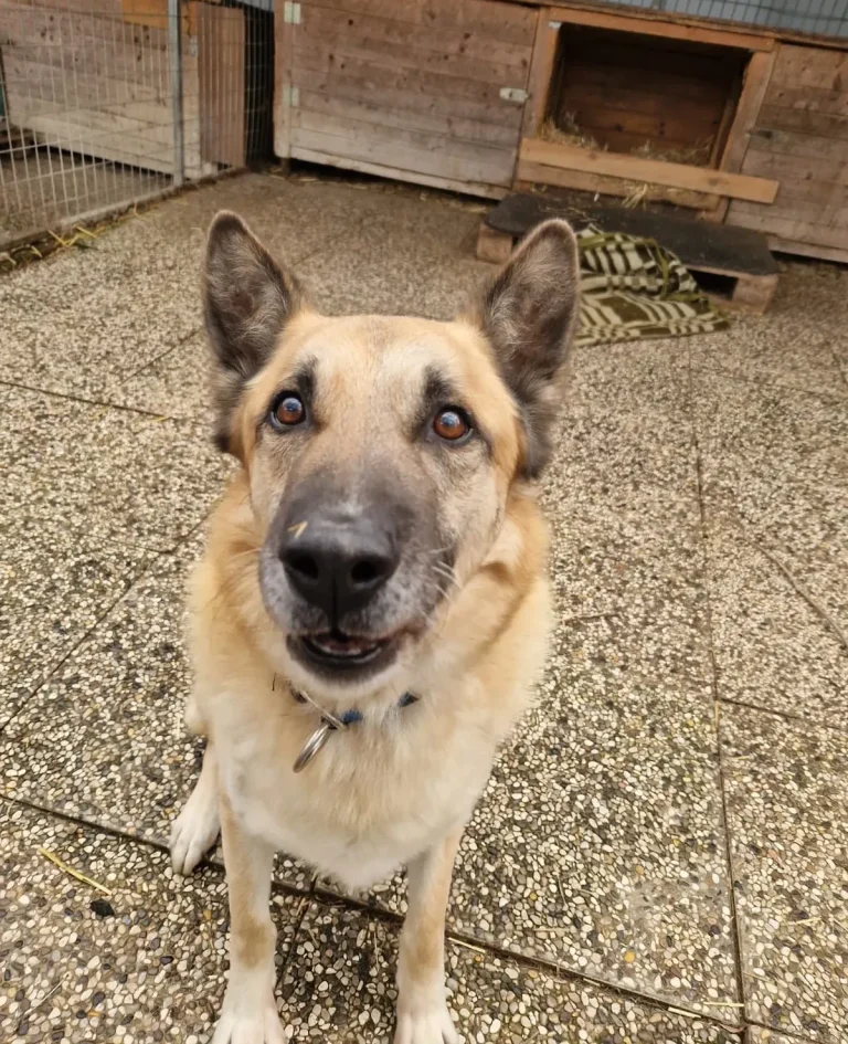 Goldie Mix Lucky wartet in der Arche Noah auf ihre Menschen