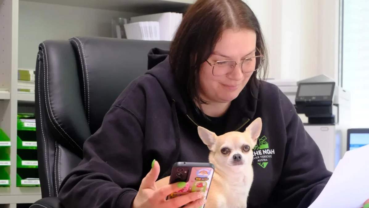 Frau mit Brille sitzt am Schreibtisch, hält ein Handy und hat einen Chihuahua auf dem Schoß.