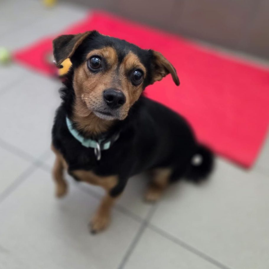 Rottweiler liegt entspannt auf dem Boden mit Laub im Park.