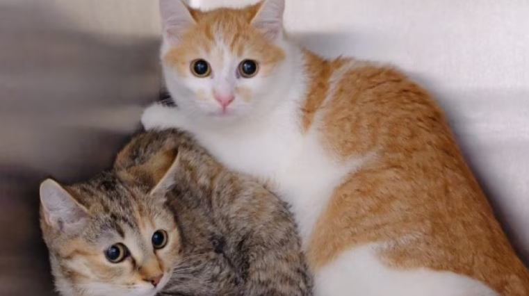 Zwei Katzen, eine orange-weiße und eine gestreifte, liegen kuschelig zusammen.