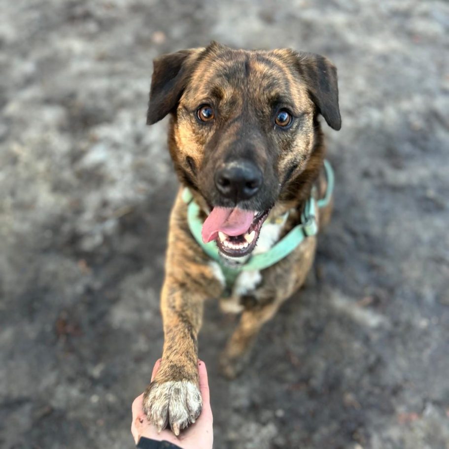 Graue Hündin mit fröhlichem Gesichtsausdruck, im Freien zwischen Laub.