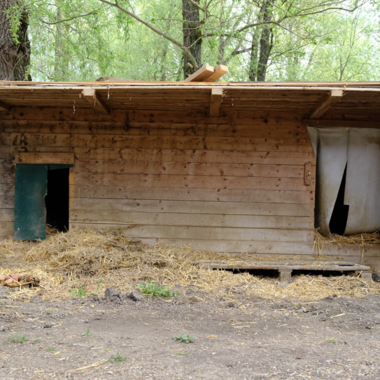 Notfall 23 Katzen Ein orangefarbener Kater liegt auf einem Kissen und schaut traurig nach unten.
