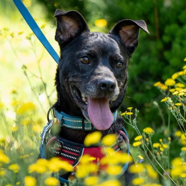Rottweiler liegt entspannt auf dem Boden mit Laub im Park.