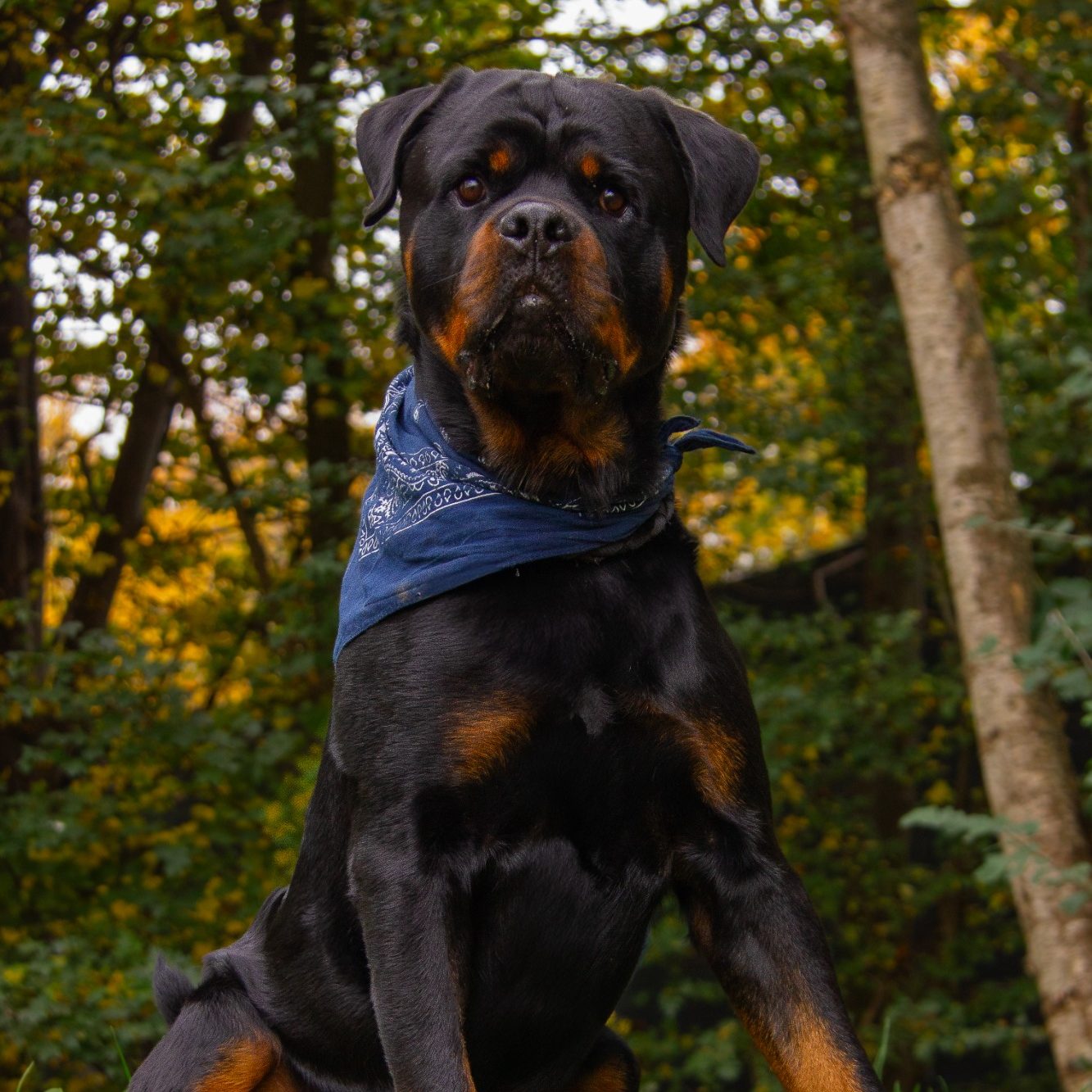 Rottweiler mit blauer Bandana sitzt vor einem herbstlichen Hintergrund.