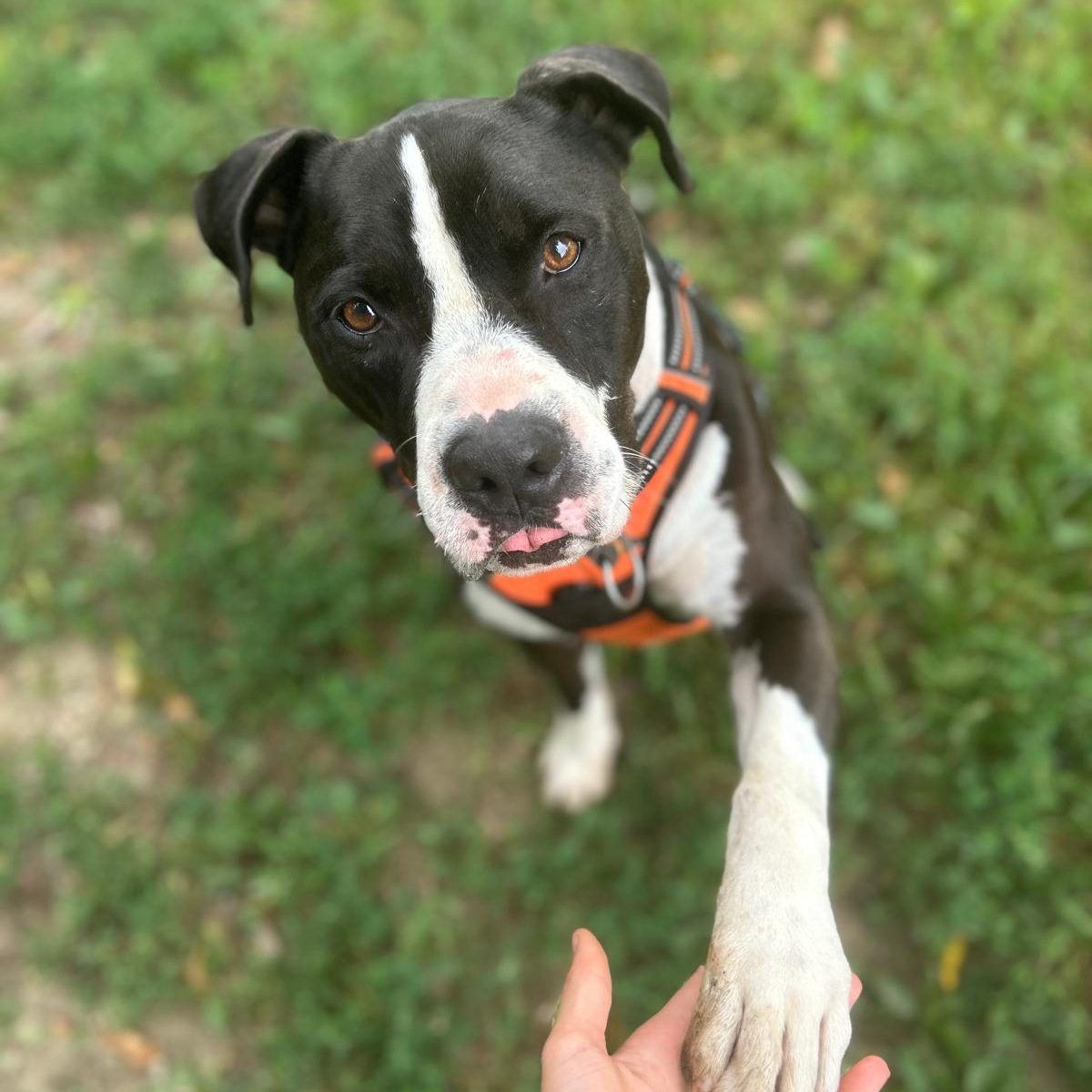 Rottweiler liegt entspannt auf dem Boden mit Laub im Park.