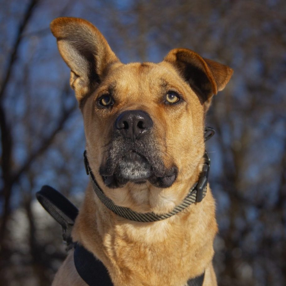 Rottweiler liegt entspannt auf dem Boden mit Laub im Park.