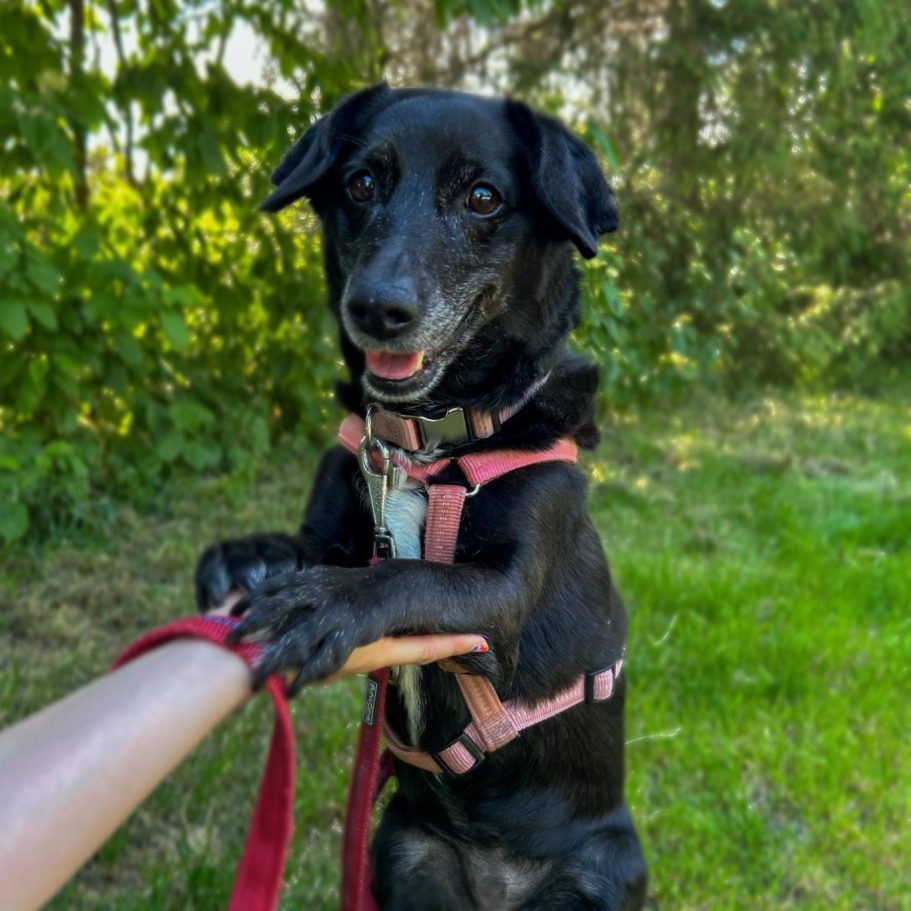 Rottweiler liegt entspannt auf dem Boden mit Laub im Park.