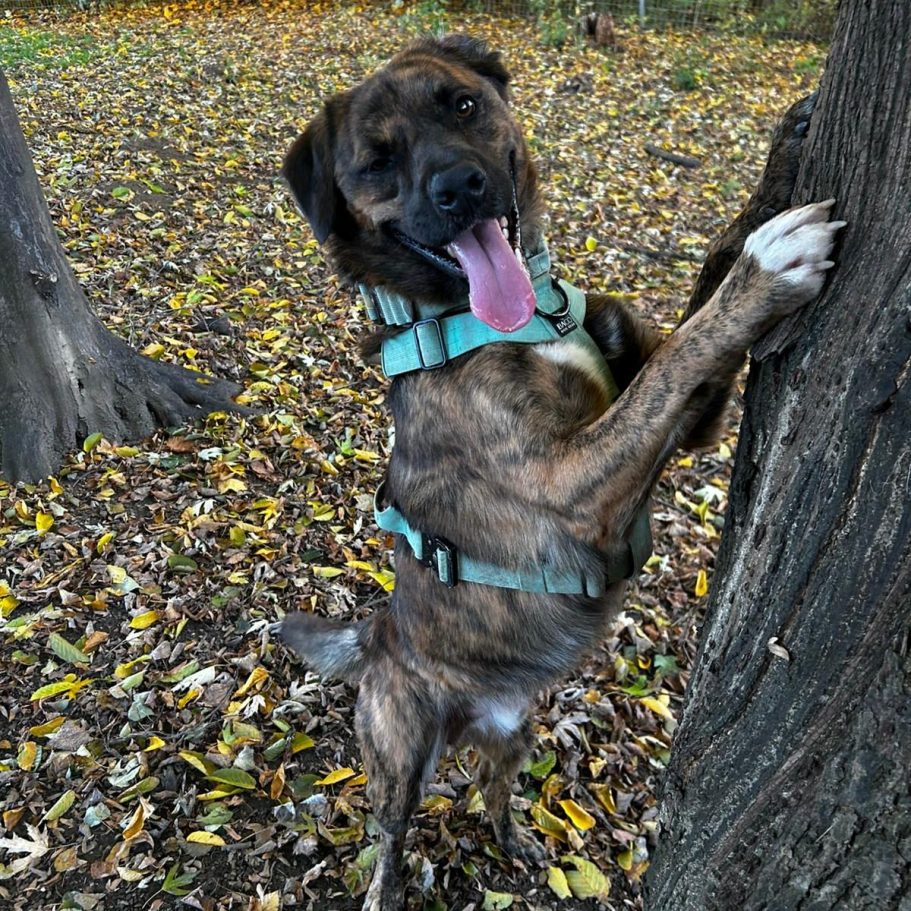 Rottweiler liegt entspannt auf dem Boden mit Laub im Park.