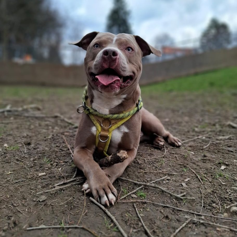 Rottweiler liegt entspannt auf dem Boden mit Laub im Park.