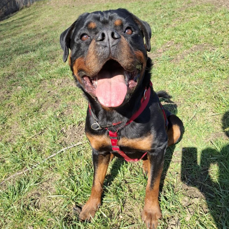 Schwarzer und brauner Hund liegt im Gras zwischen Löwenzahnblüten.