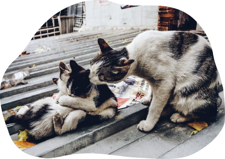 Eine Straßenkatze mit ihren zwei Katzenbabys auf einem Gehweg, im Müll. Die Katzenmutter putzt ihre Welpen. 