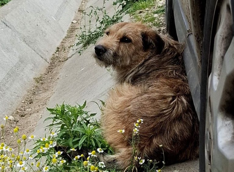 Arche Noah - Rumänien: Ein Einsatz der Leben rettet! Ein verwahrloster Hund sucht Zuflucht neben einem Auto auf einer Straße.