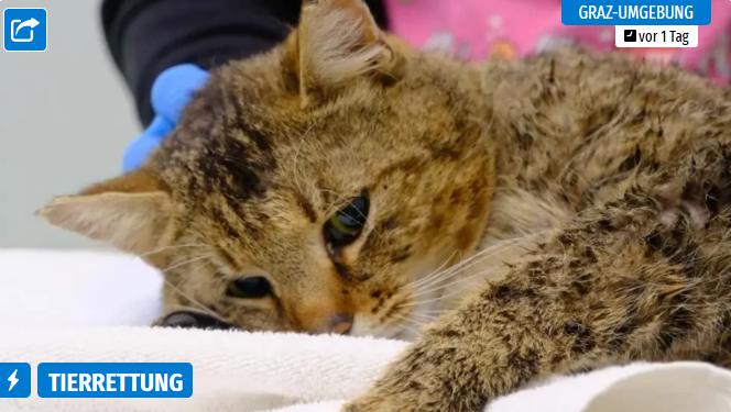 Artikel 5 Minuten: Schwer verletzter Kater "Morli" kämpft ums Überleben. Nahaufnahme eines getigerten Katers, der auf einer weißen Unterlage liegt.