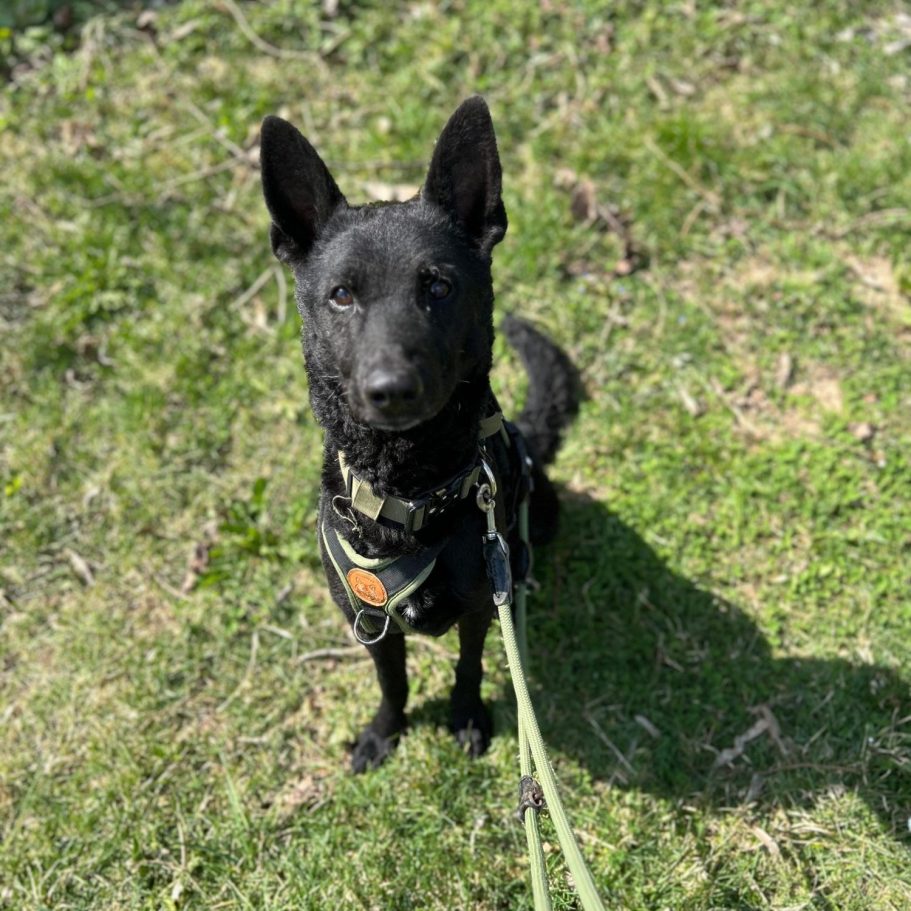 Rottweiler liegt entspannt auf dem Boden mit Laub im Park.