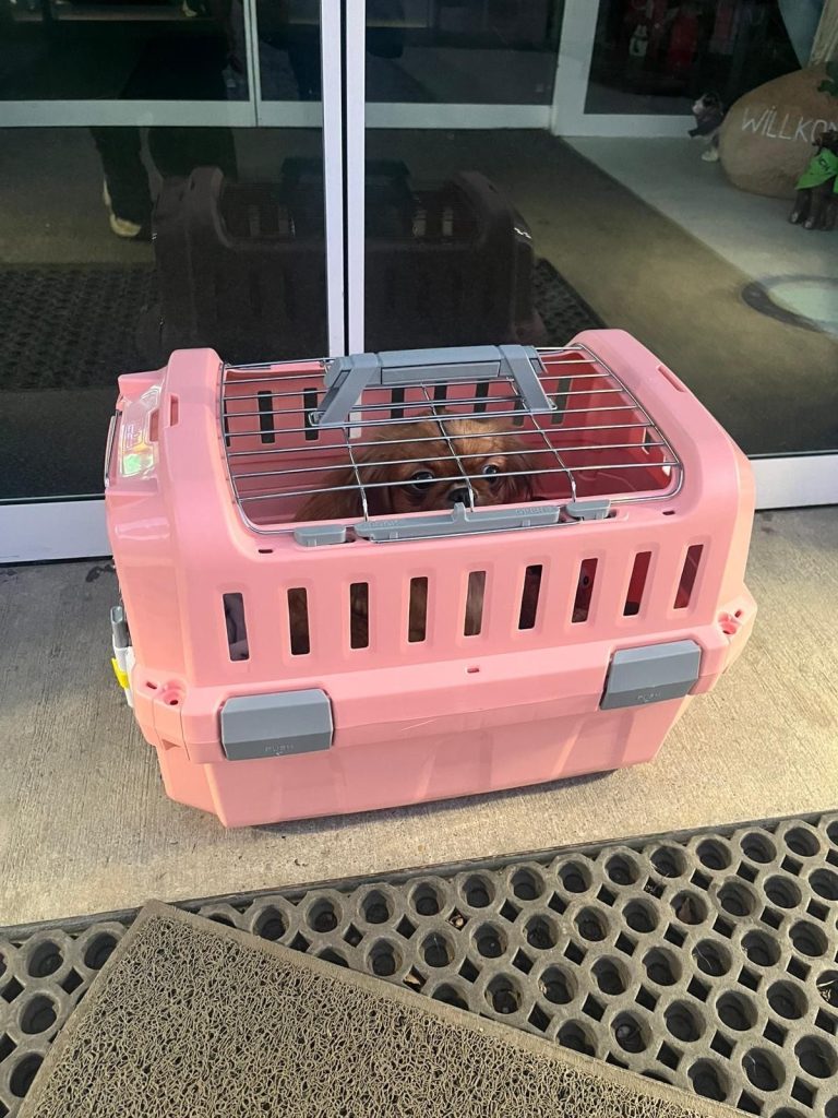 Rosa Transportbox für Tiere mit Gitter und kleinem Welpen Elsa vor der Tür des Tierheims Arche Noah in Graz.