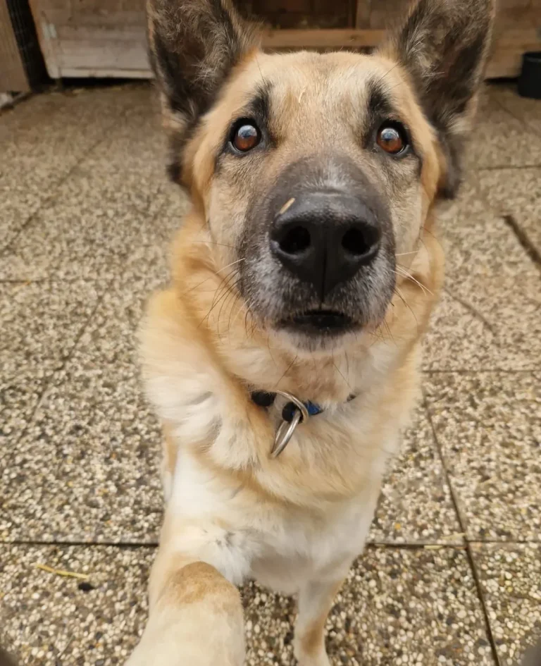 Ein fröhlicher deutscher Schäferhund sitzt auf Fliesen mit herausgestreckter Zunge.