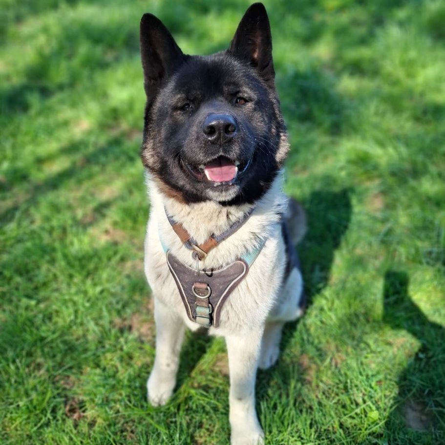 Ein brauner Hund mit weißen Flecken lächelt fröhlich in die Kamera.