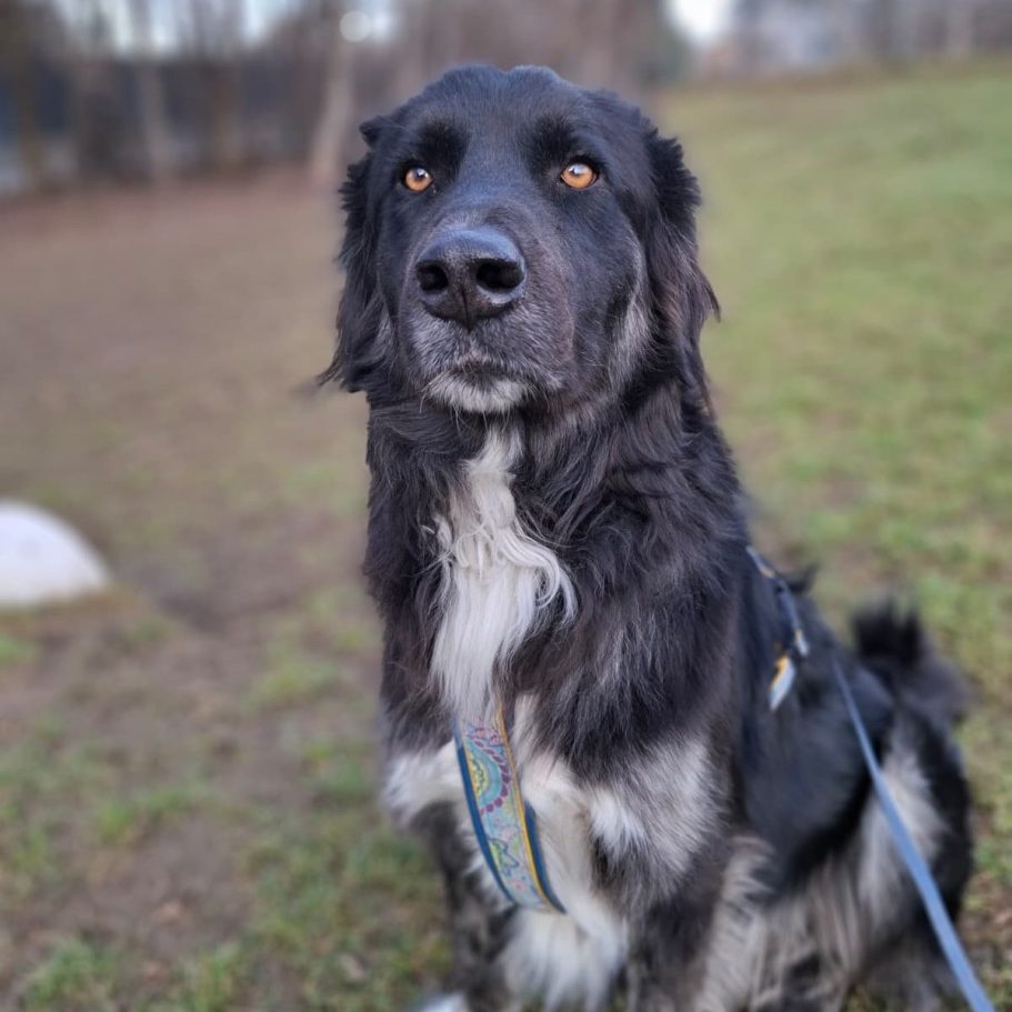 Rottweiler liegt entspannt auf dem Boden mit Laub im Park.