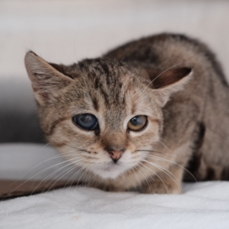 Kleine, getigerte Katze mit großen und ängstlichen Augen, sitzt auf einer weißen Oberfläche.