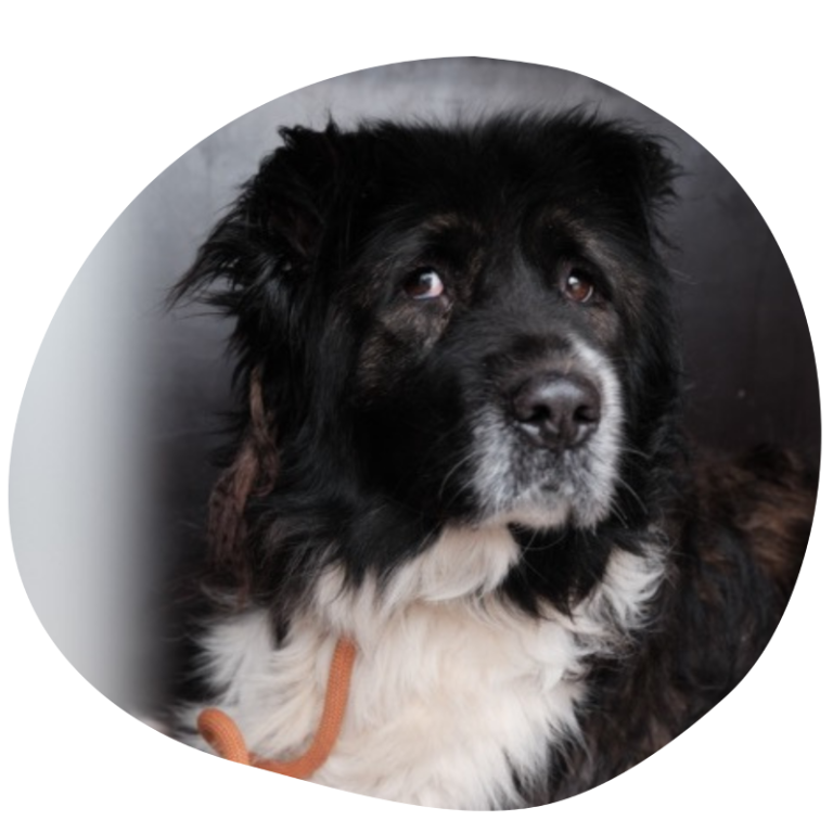 Schwarz-weißer Hund mit braunem Halsband, schaut traurig.