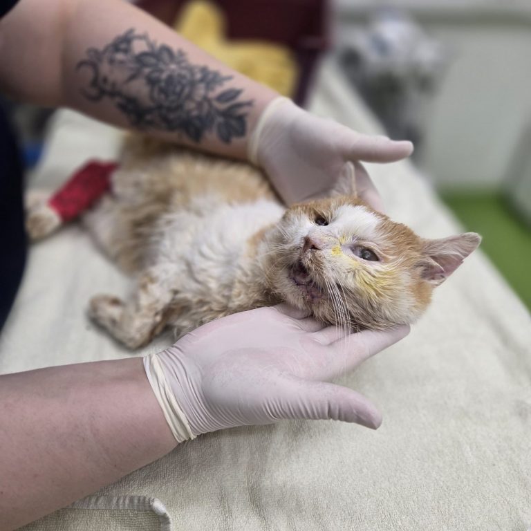 Notfall 23 Katzen - Tierheim Arche Noah Graz, Aktiver Tierschutz Austria Zwei Katzen, eine orange-weiße und eine getigerte, kuscheln eng zusammen.