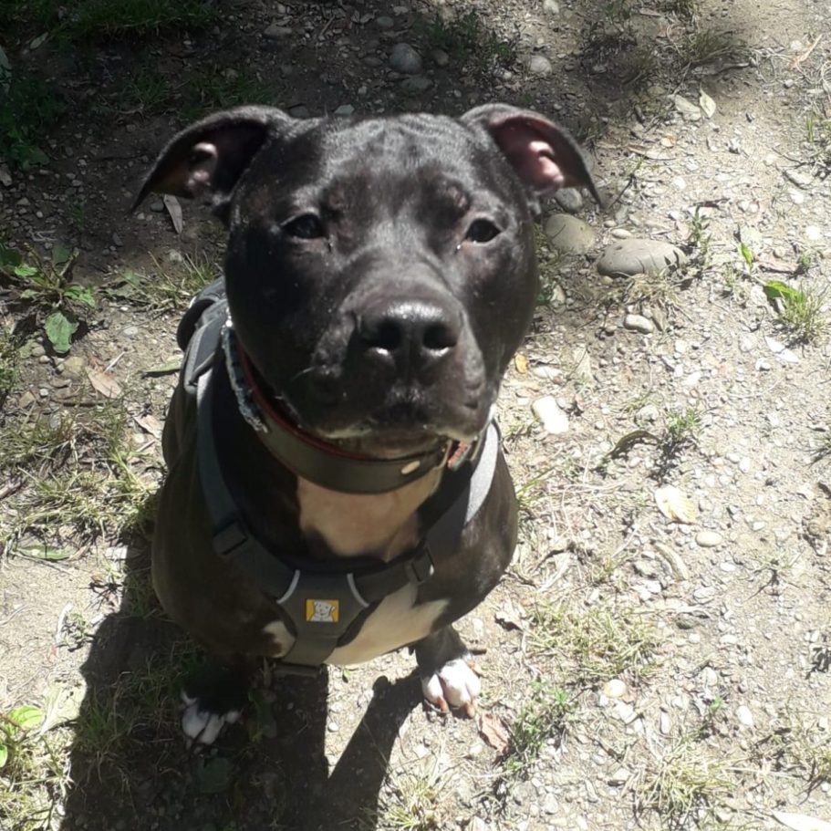 Ein aufmerksamer Hund mit braun-weißen Fell sitzt auf einem Fliesenboden.