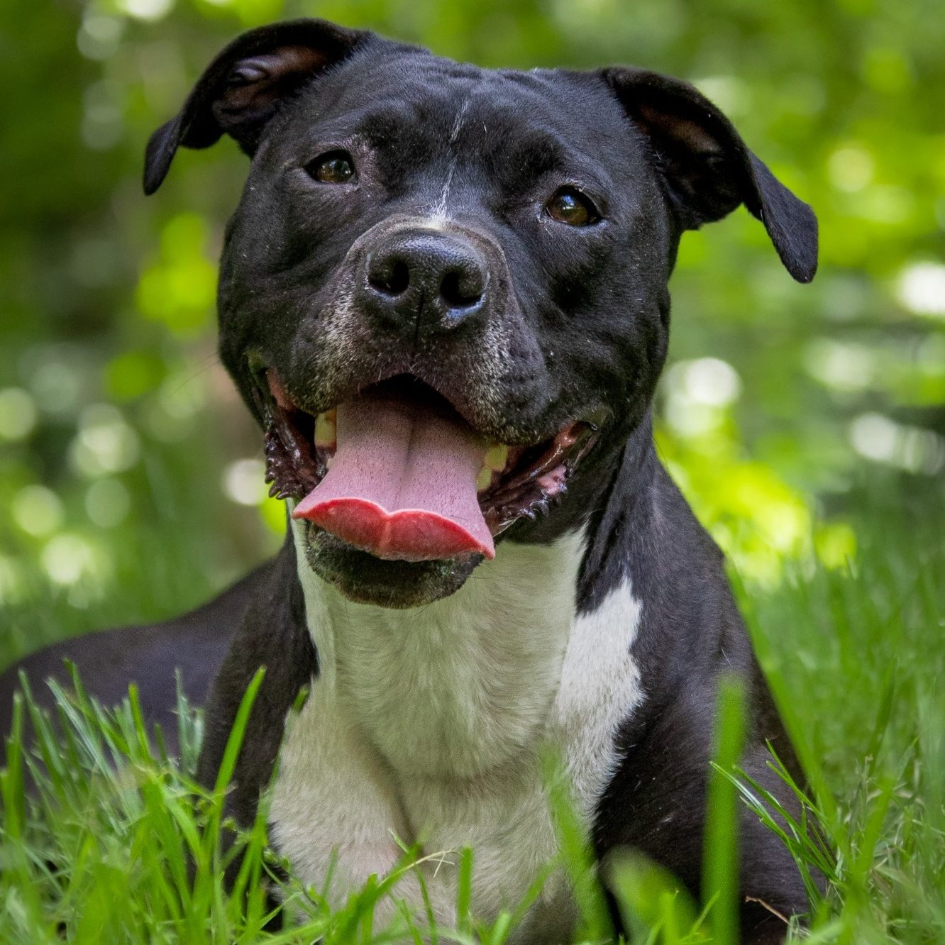 Rottweiler liegt entspannt auf dem Boden mit Laub im Park.