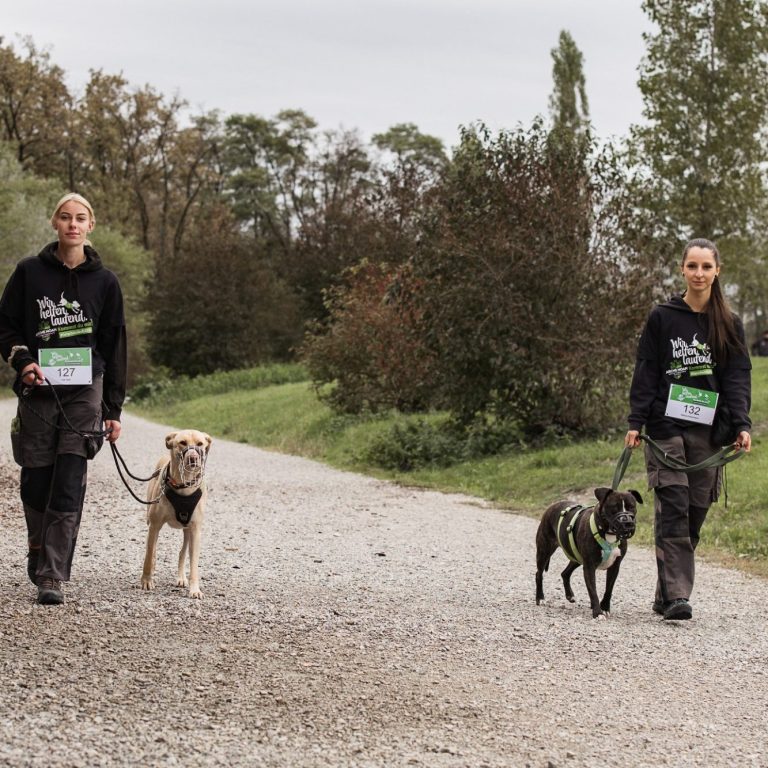Zwei Personen mit Tierheim-Hunden gehen einen geschotterten Weg entlang. Tierschutz:läuft2024