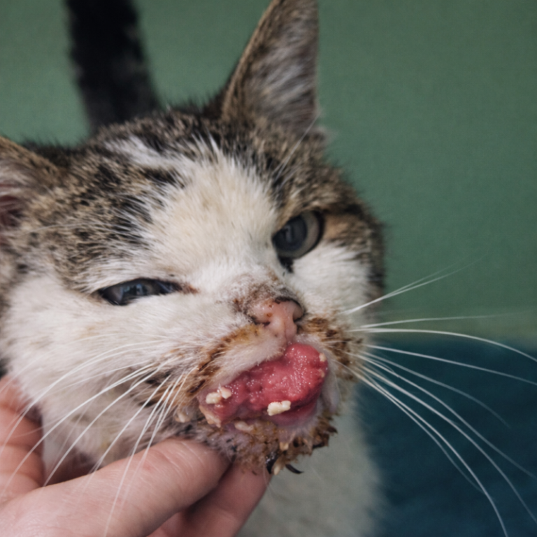 Nahaufnahme einer weißen Katze mit Tumor im Maul Gesicht und weit augerissenen Augen.