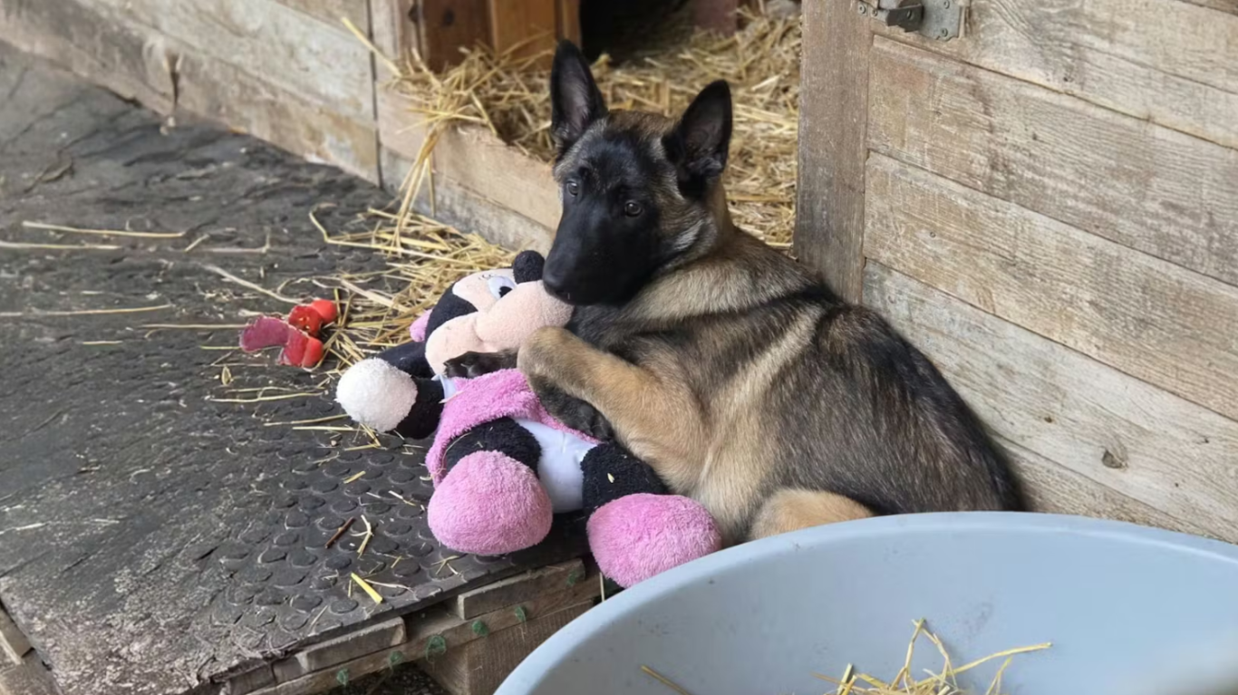 Ein Belgischer Malinois schmust mit einem rosa Plüschspielzeug im Tierheim Arche Noah Graz.