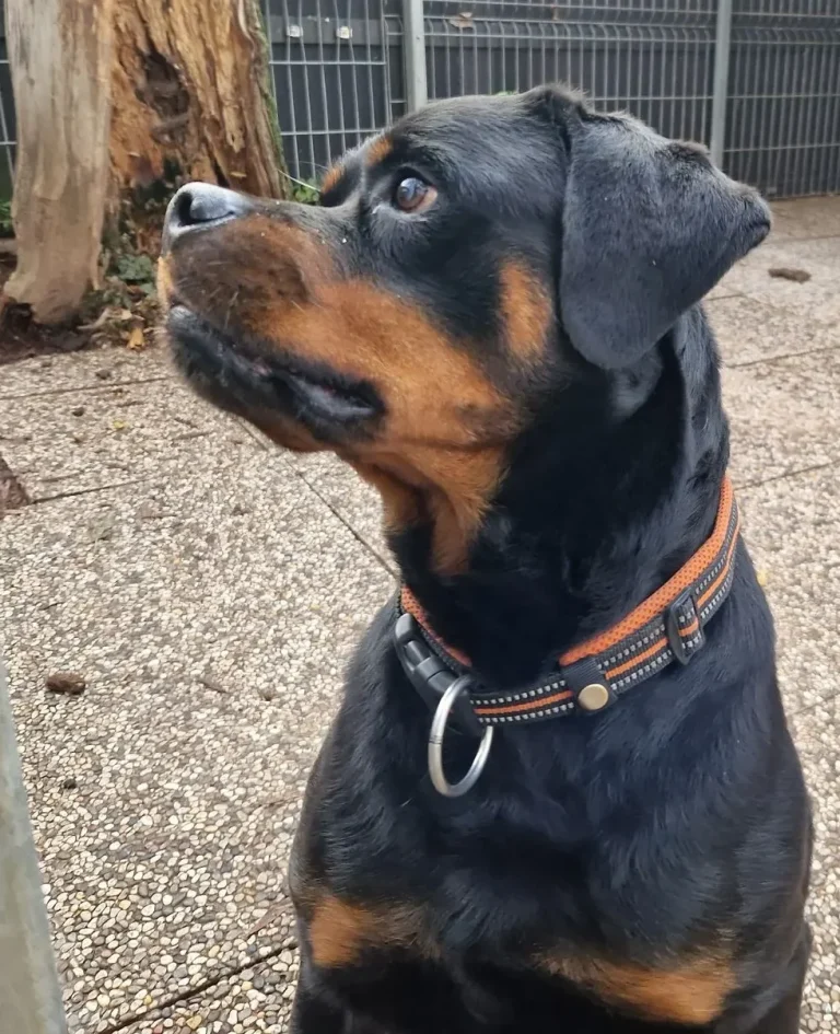 Ein fröhlicher deutscher Schäferhund sitzt auf Fliesen mit herausgestreckter Zunge.